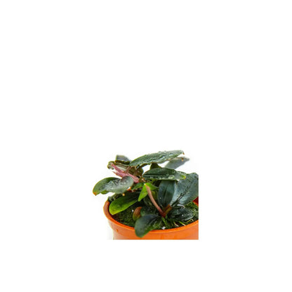 Bucephalandra sordidula Blue Tropica