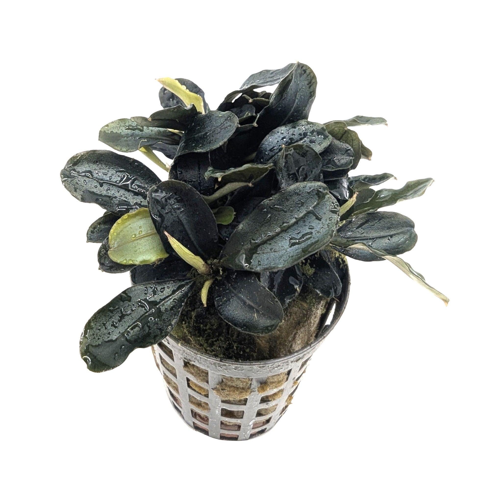 Bucephalandra theia - Rare Flowering Aquarium Plant - Aqua Essentials Bucephalandra theia - Rare Flowering Aquarium Plant - Aqua Essentials