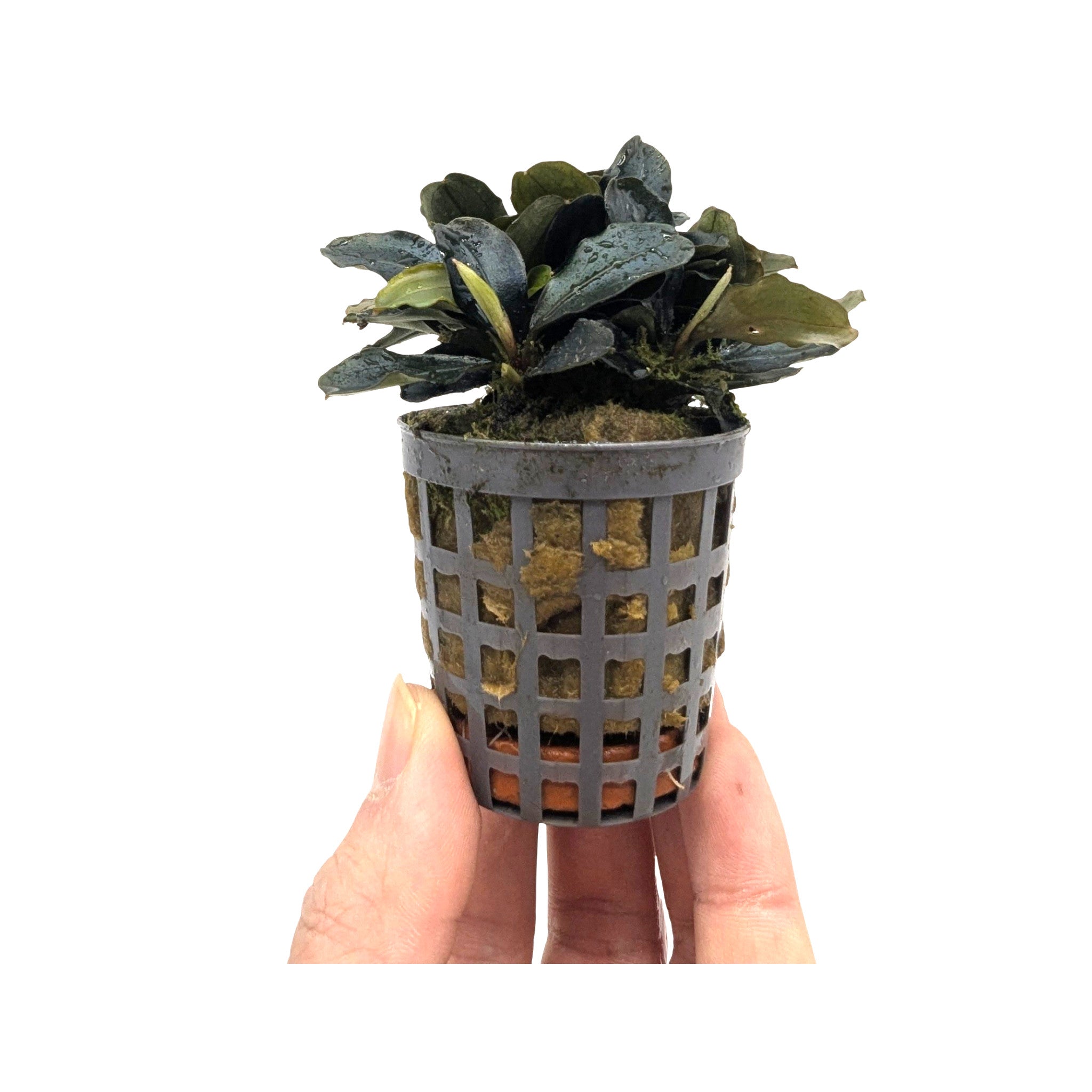 Bucephalandra theia - Rare Flowering Aquarium Plant - Aqua Essentials