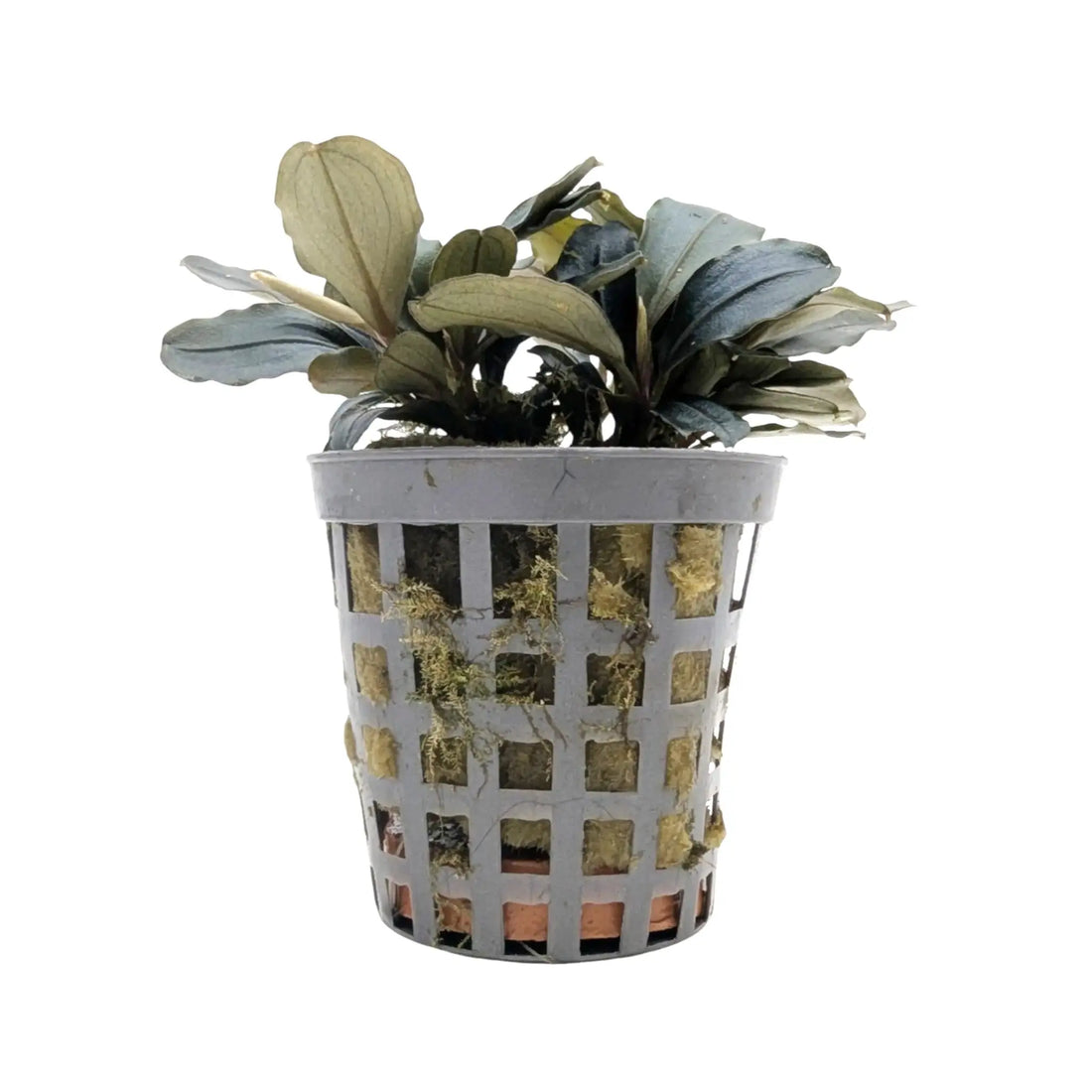 Bucephalandra theia Aquafleur