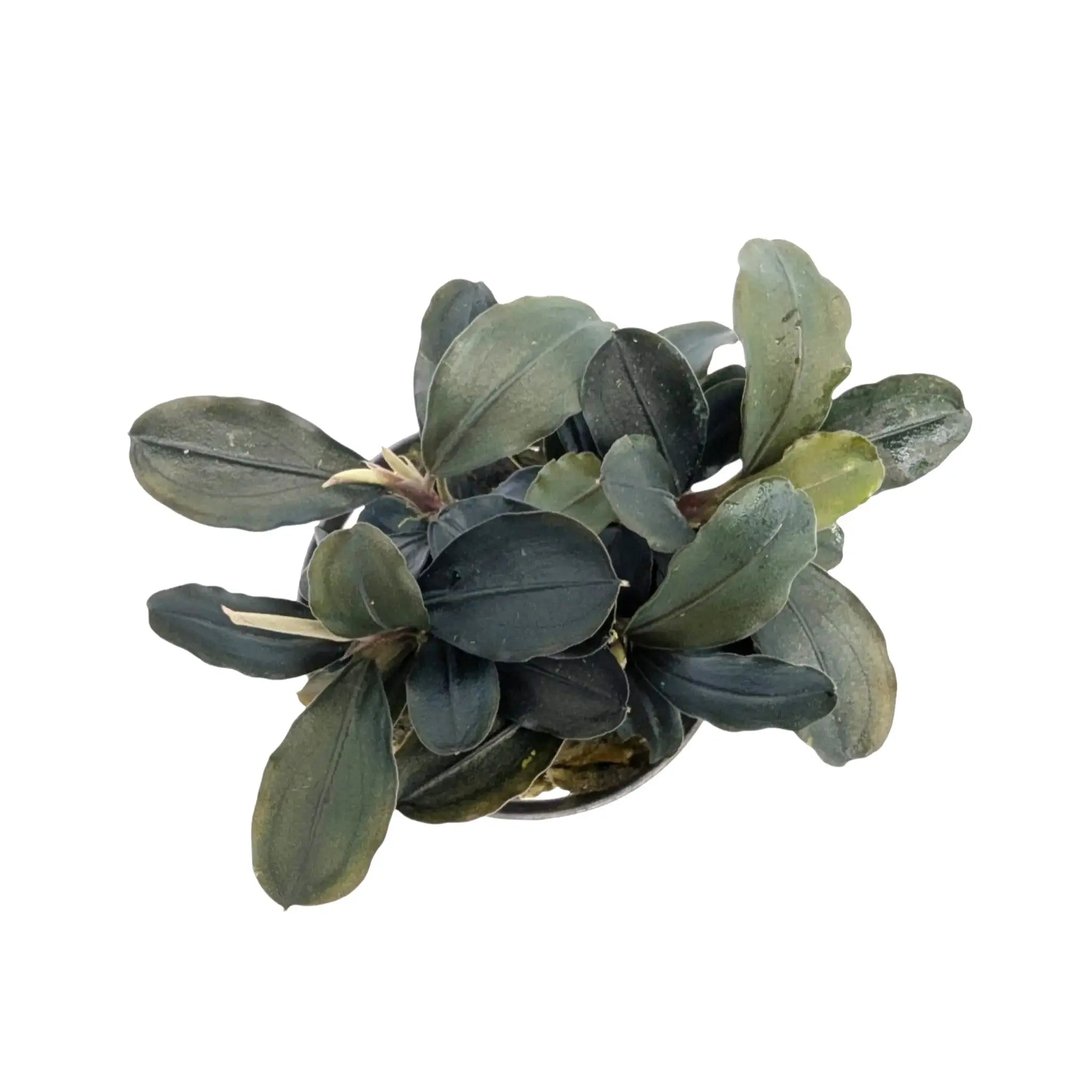 水草 Bucephalandra sp. Theia Blue Bucephalandra sp. 