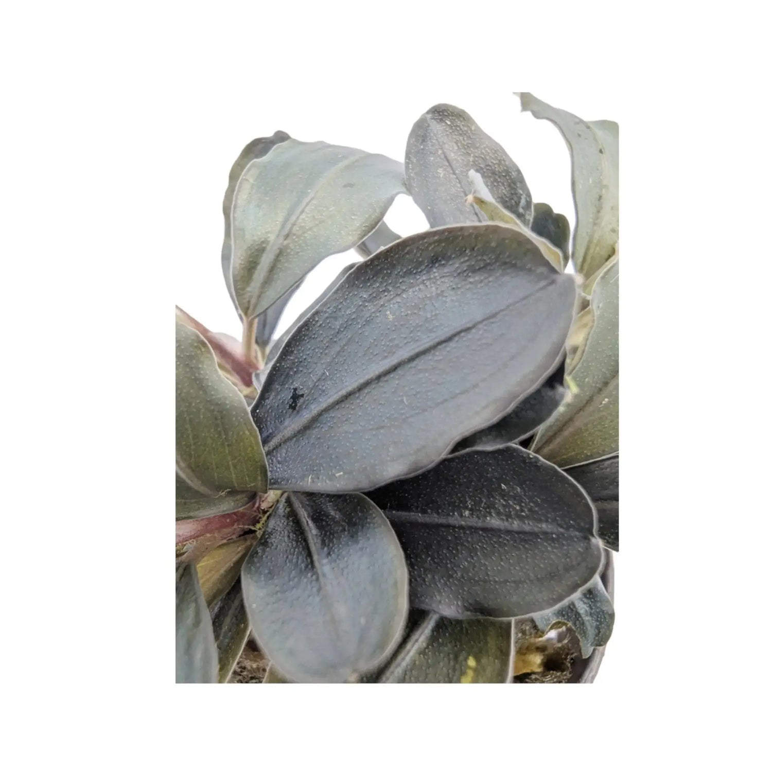 Bucephalandra theia Aquafleur