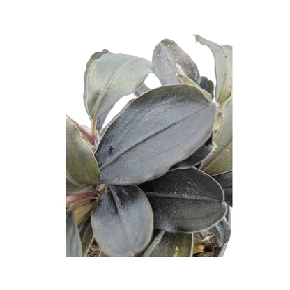 Bucephalandra theia Aquafleur