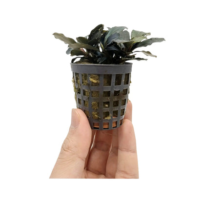Bucephalandra theia Aquafleur