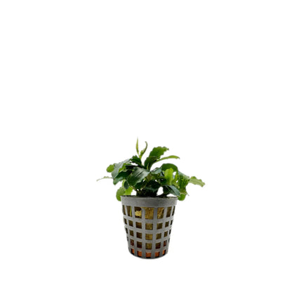 Bucephalandra theia Green Aquafleur