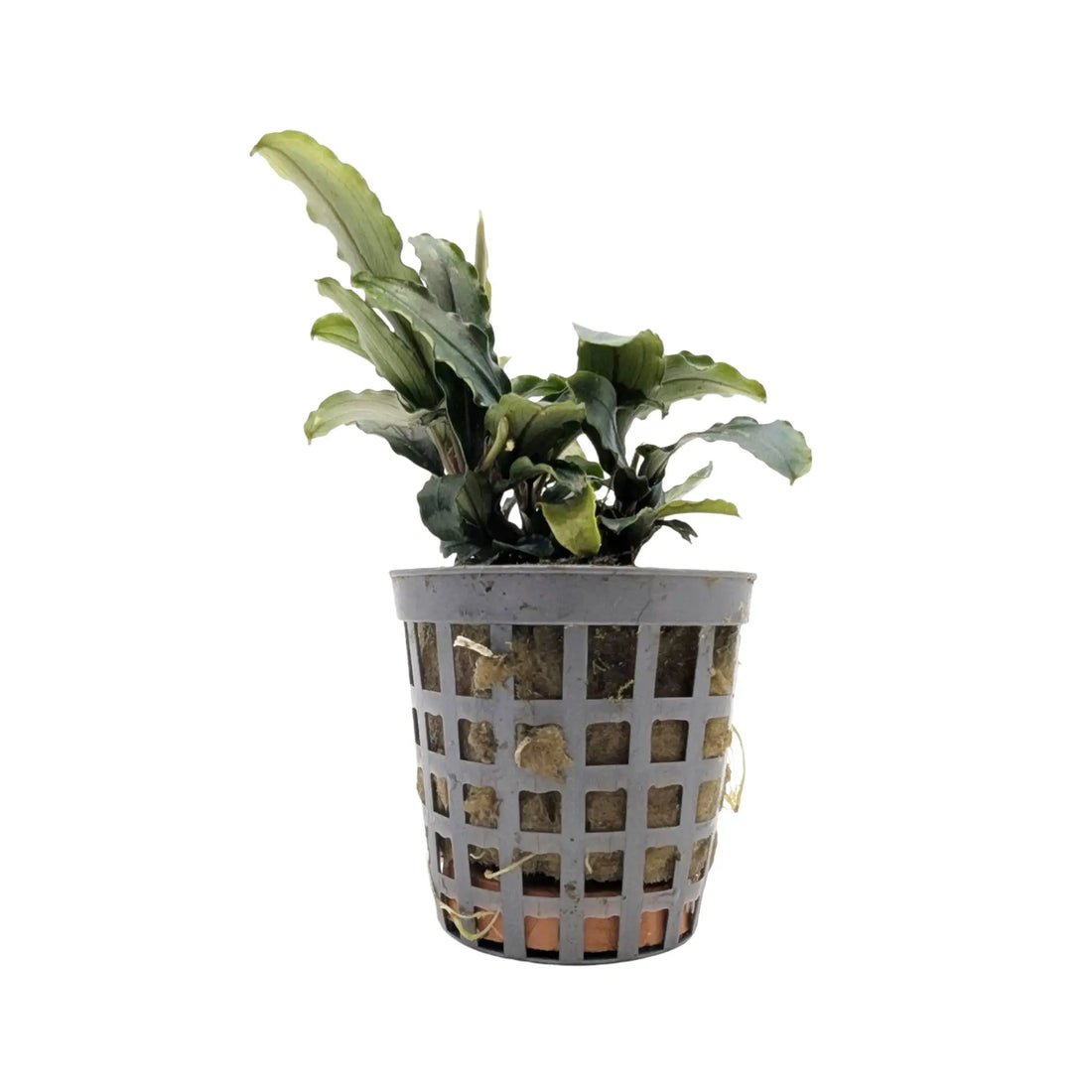 Bucephalandra theia Green Aquafleur