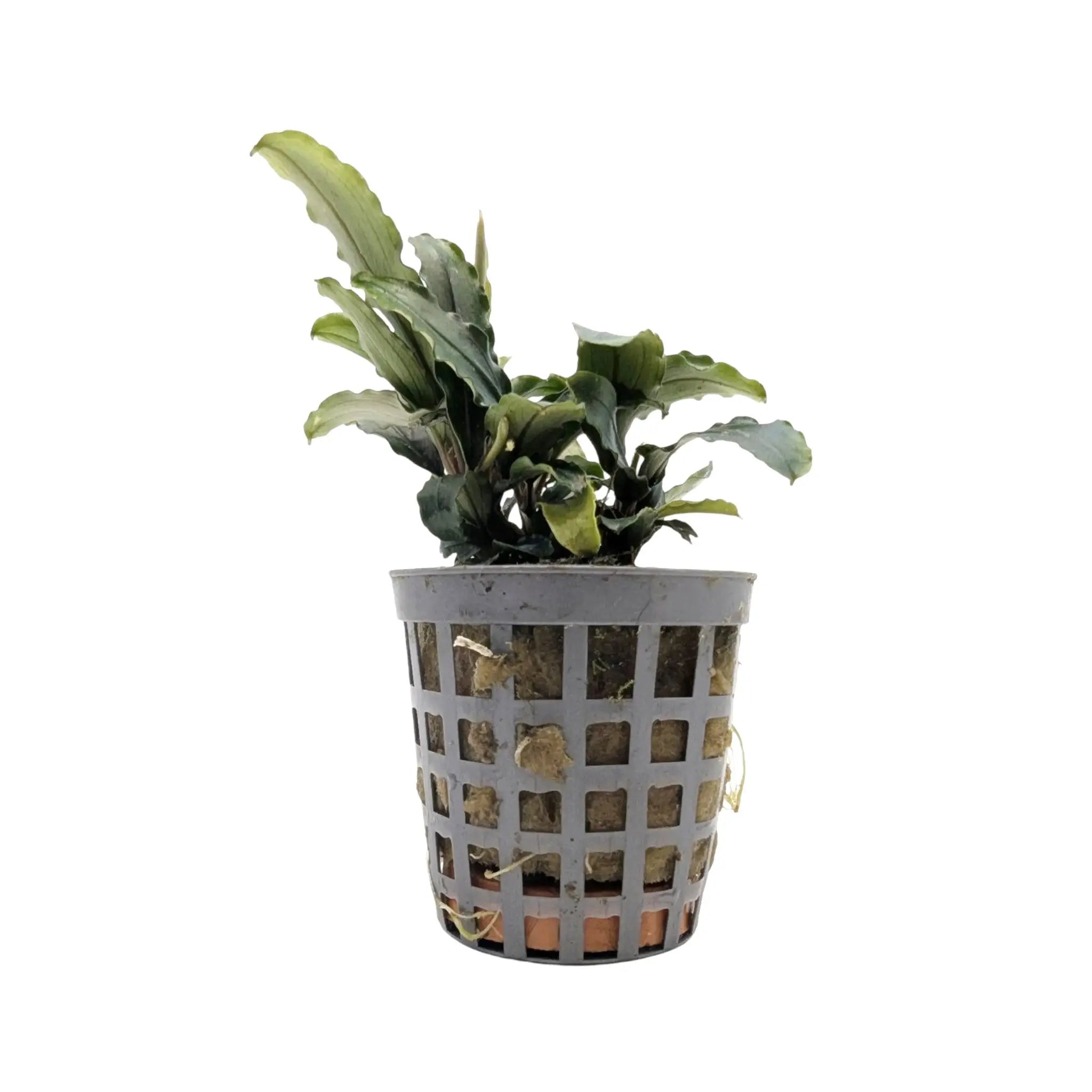 Bucephalandra theia Green Aquafleur