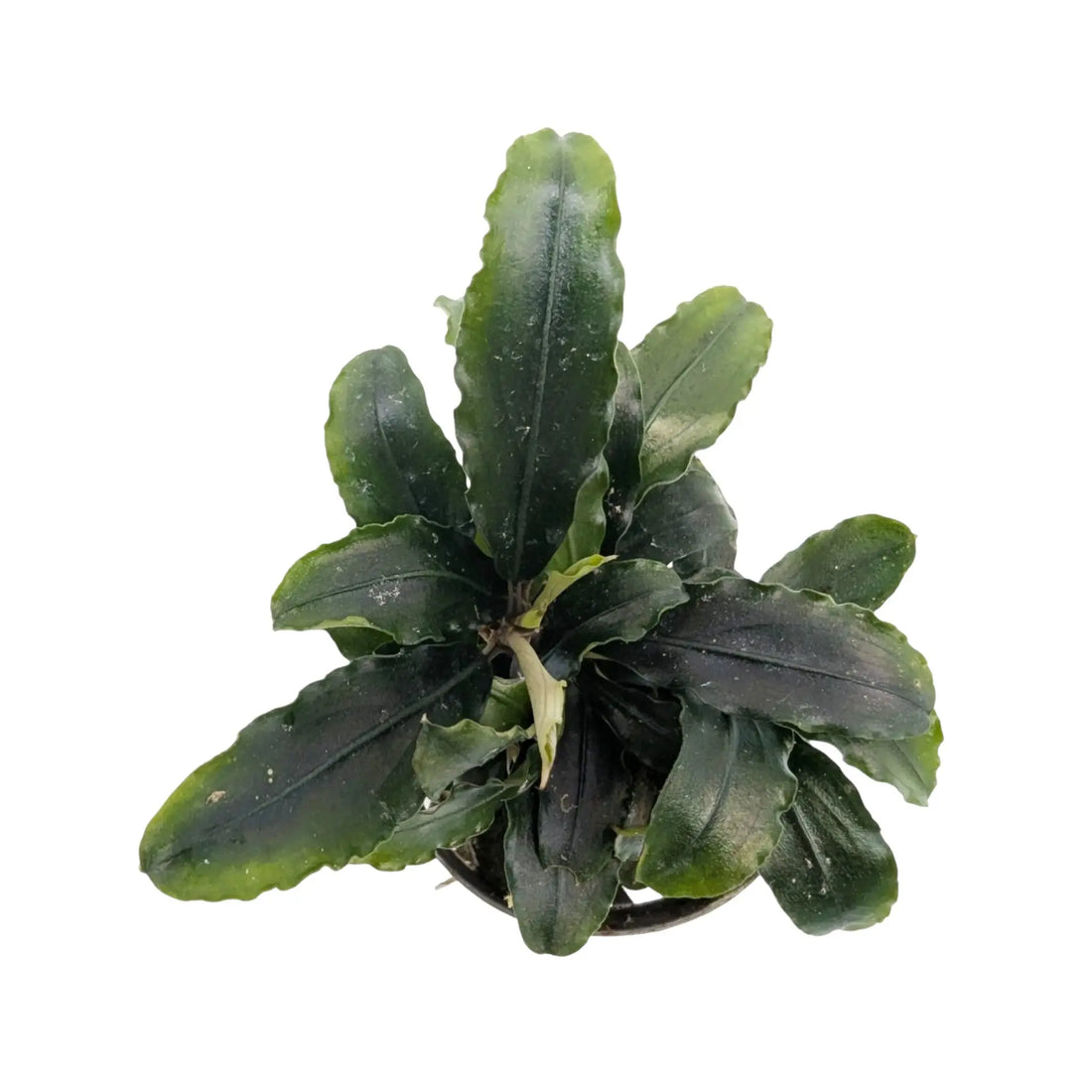 Bucephalandra theia Green Aquafleur