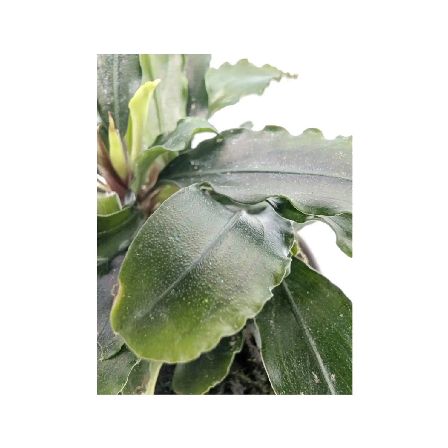 Bucephalandra theia Green Aquafleur