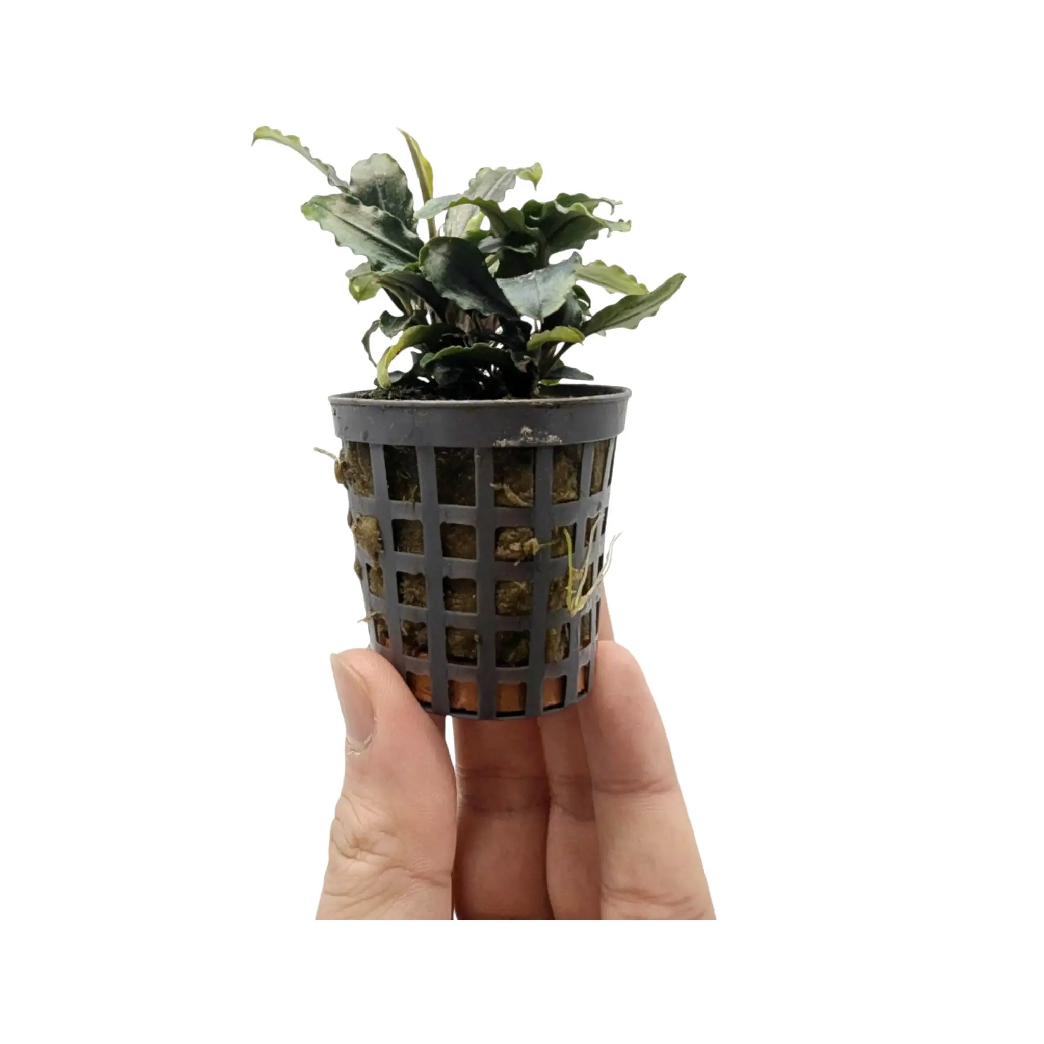 Bucephalandra theia Green Aquafleur