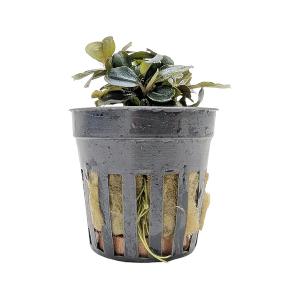Bucephalandra theia Red - Red Variant Epiphyte - Aqua Essentials