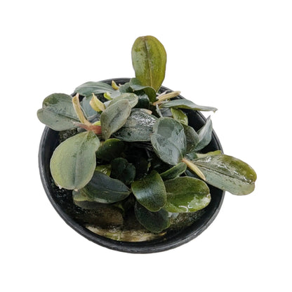 Bucephalandra theia Red Aqua Essentials