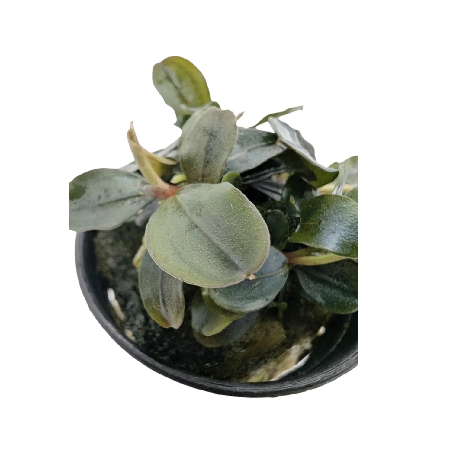 Bucephalandra theia Red Aqua Essentials