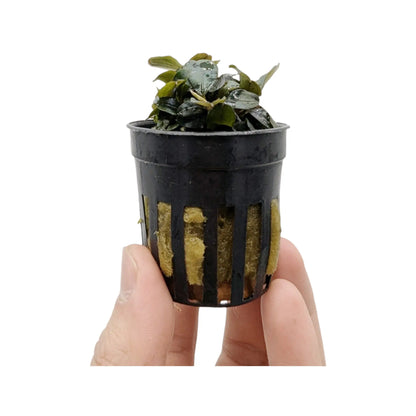 Bucephalandra theia Red Aqua Essentials