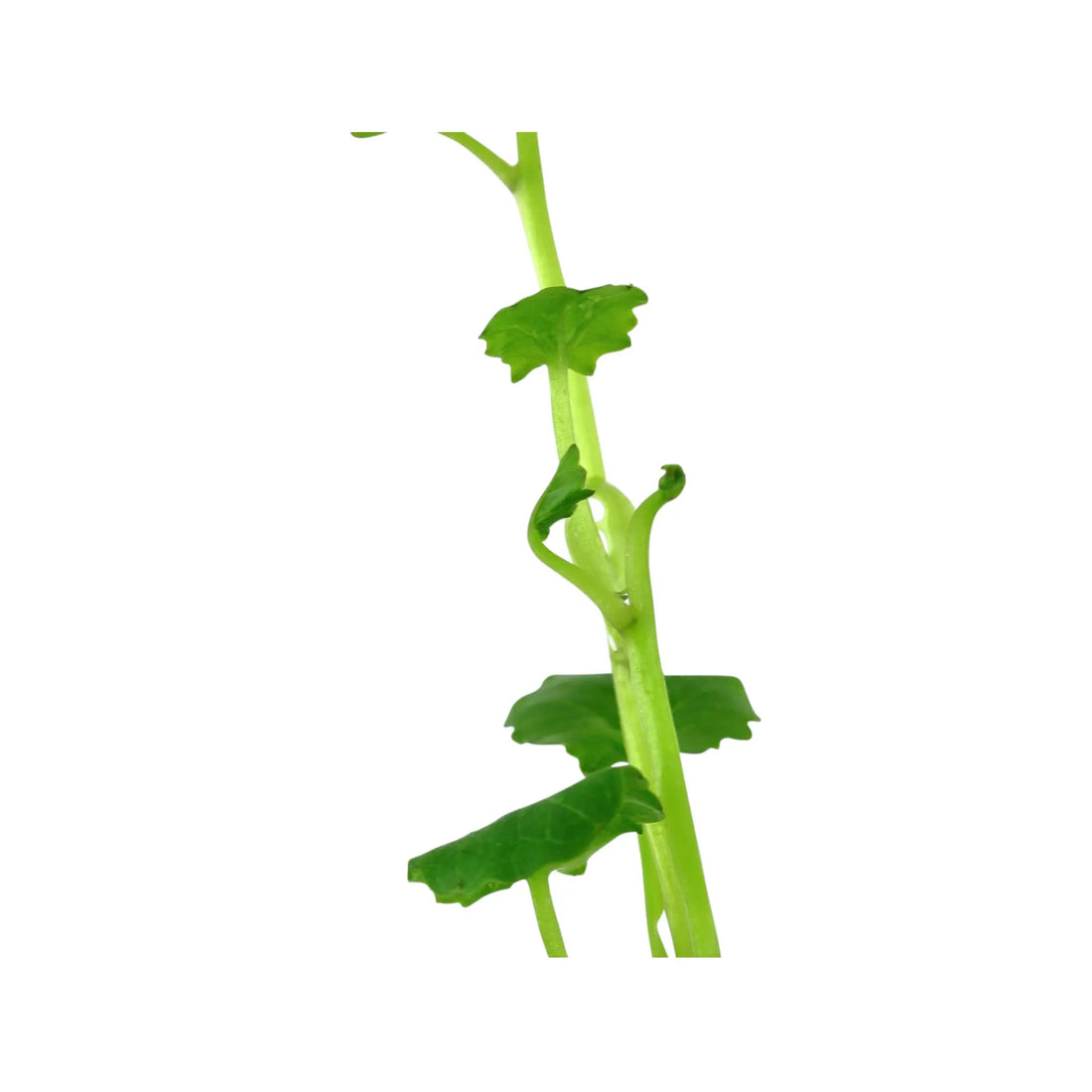 Cardamine lyrata (Japanese cress) Aquafleur