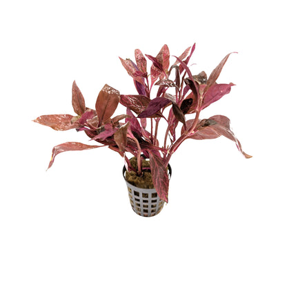 Alternanthera cardinalis Variegata