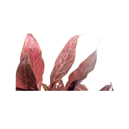 Alternanthera cardinalis Variegata