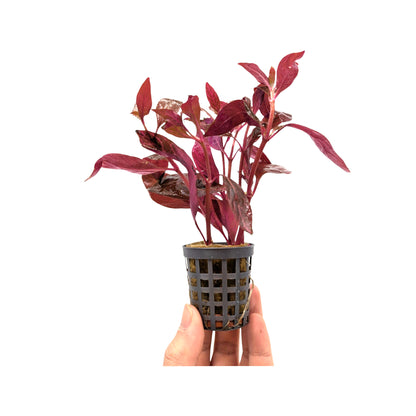 Alternanthera cardinalis Variegata