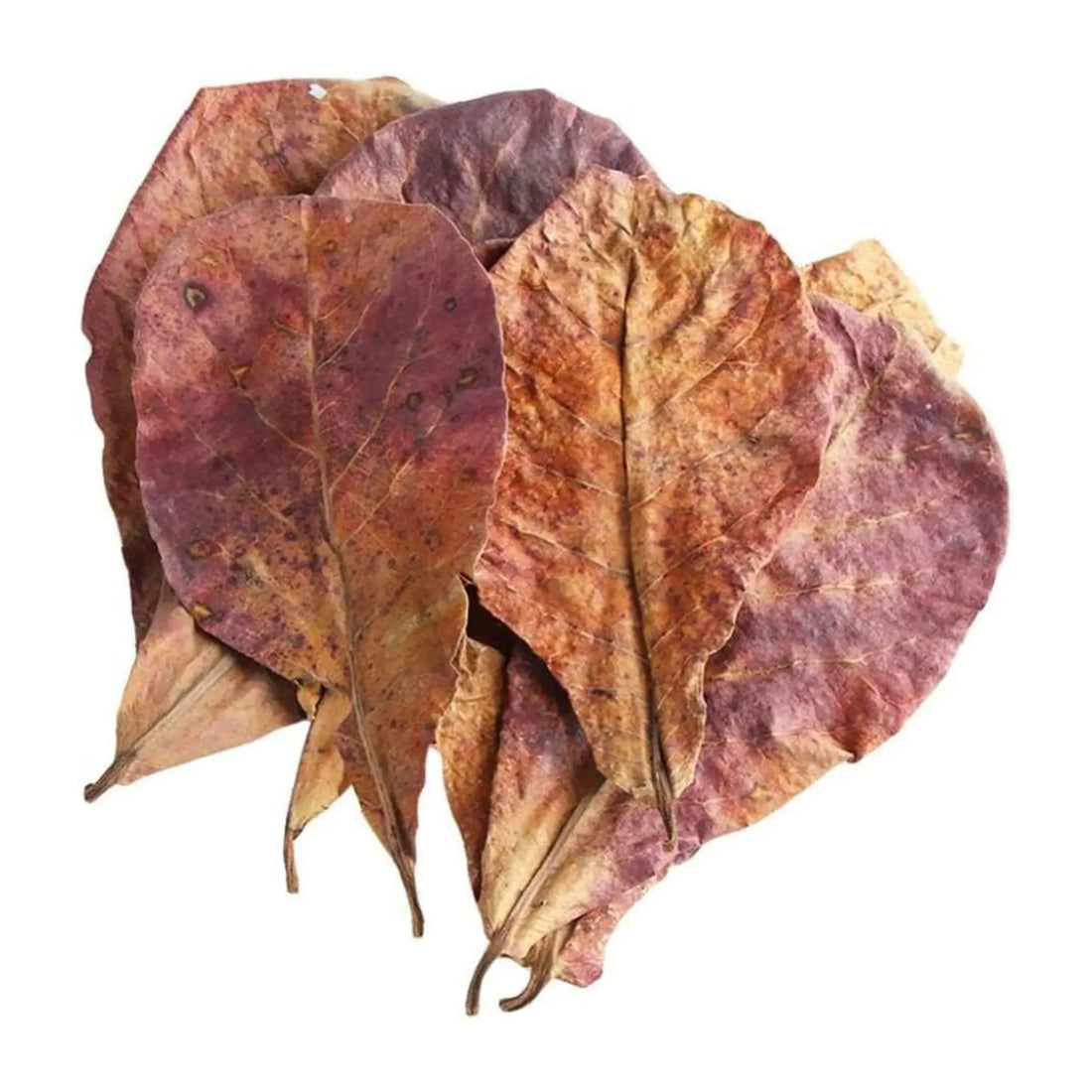 Catappa Leaves for Water Conditioning Aqua Essentials