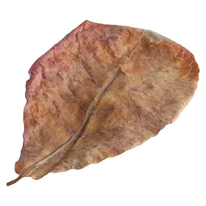 Catappa Leaves for Water Conditioning Aqua Essentials