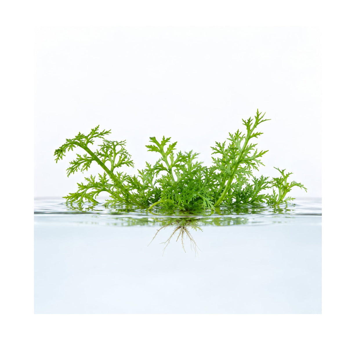 Ceratopteris thalictroides