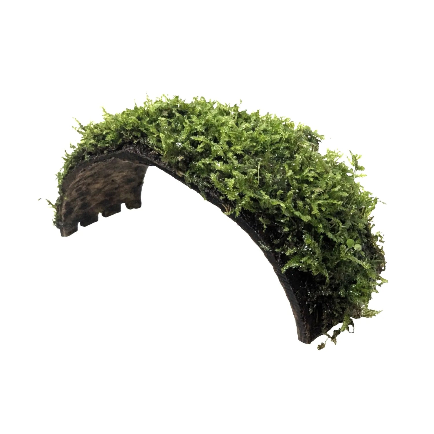 Coconut Arch with Java Moss - Natural Aquarium Shelter Aquafleur