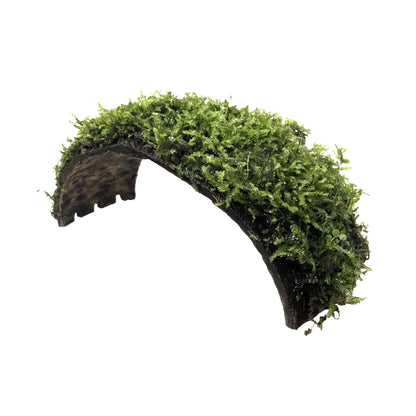 Coconut Arch with Java Moss - Natural Aquarium Shelter Aquafleur