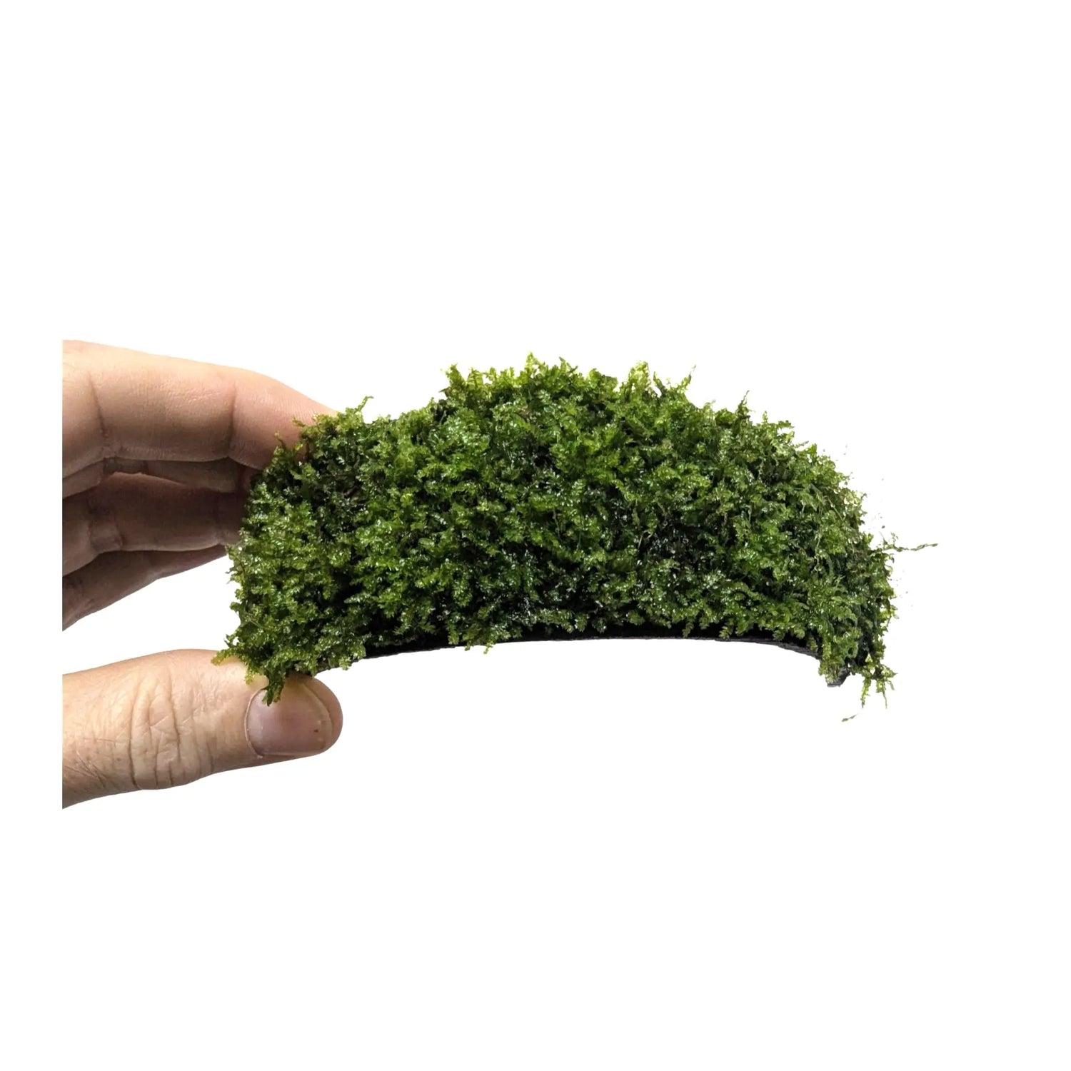 Coconut Arch with Java Moss - Natural Aquarium Shelter Aquafleur
