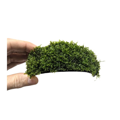 Coconut Arch with Java Moss - Natural Aquarium Shelter Aquafleur