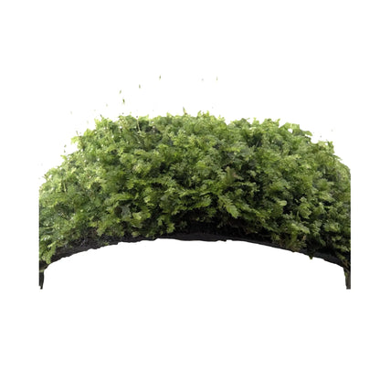 Coconut Arch with Java Moss - Natural Aquarium Shelter Aquafleur