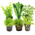 Coldwater Box of Aquarium Plants Aqua Essentials