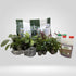 Complete Planted Aquarium Tank Bundle - 120L Aqua Essentials