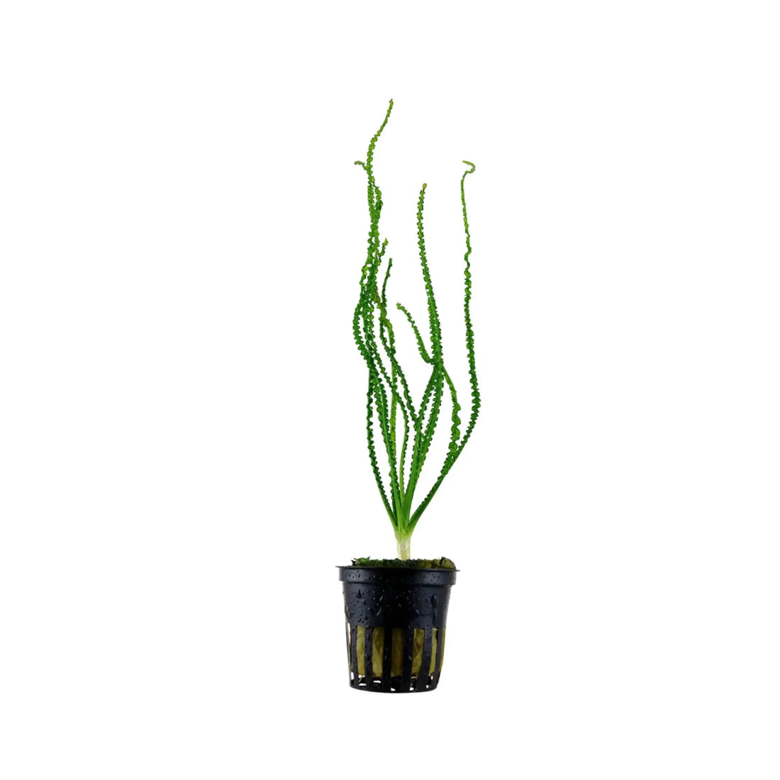 Crinum calamistratum Tropica