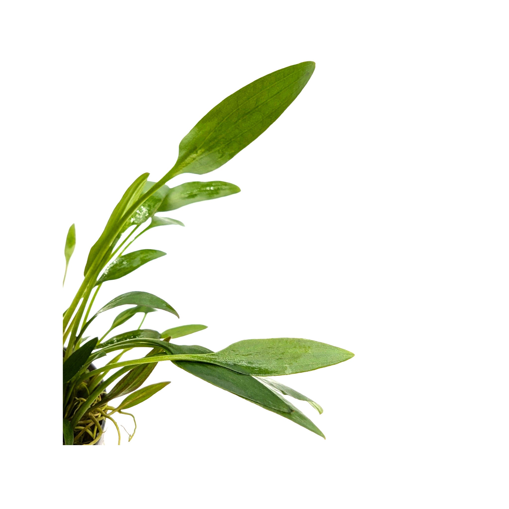 Cryptocoryne nevelli