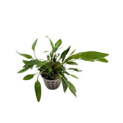 Cryptocoryne nevelli