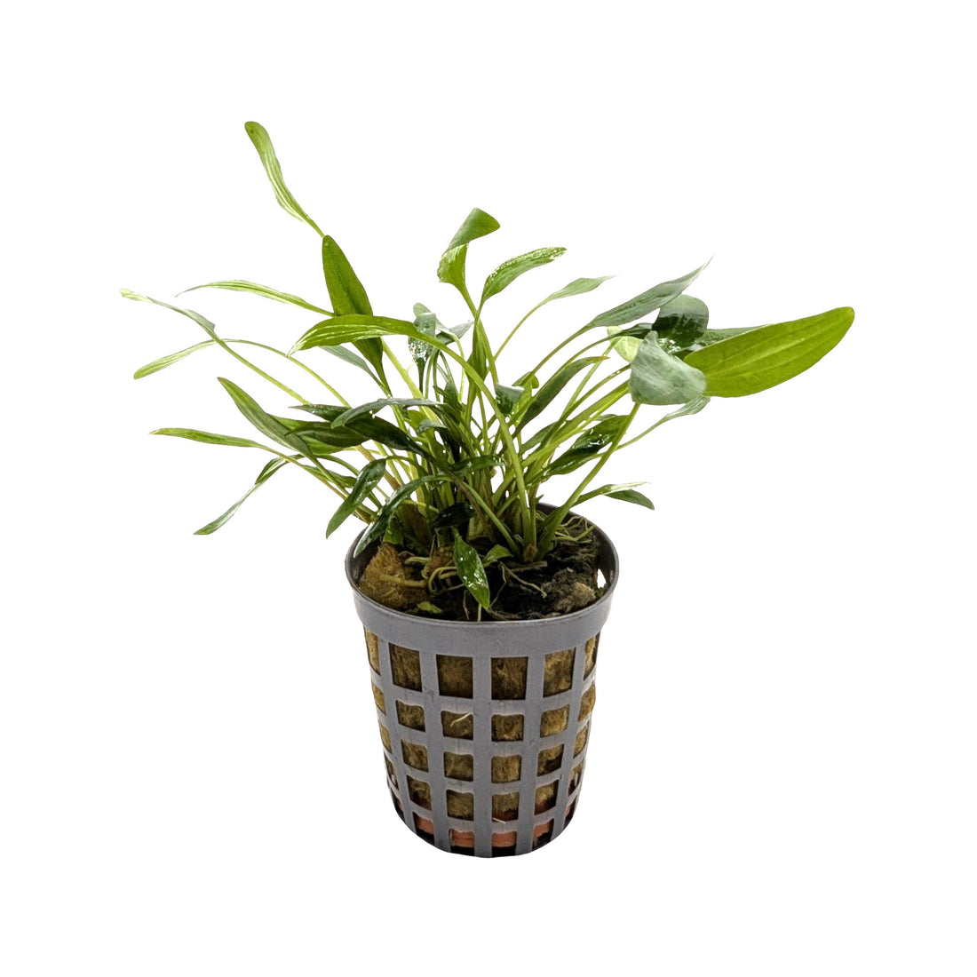 Cryptocoryne nevelli