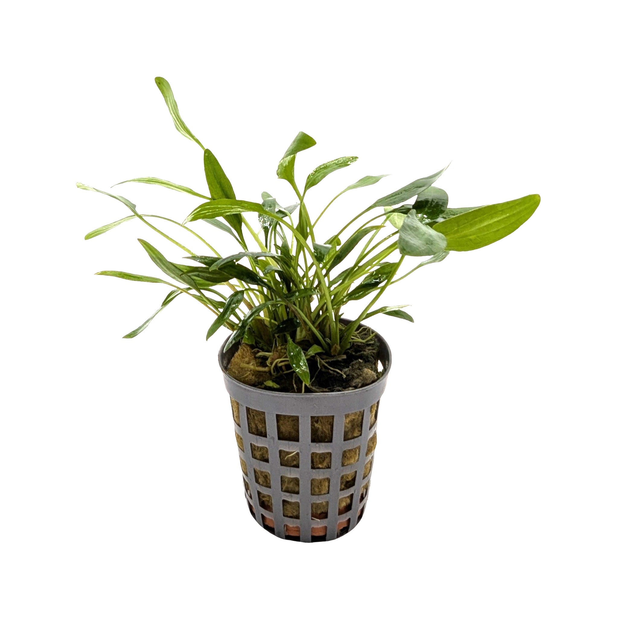 Cryptocoryne nevelli