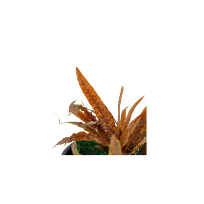 Cryptocoryne albida Brown Tropica