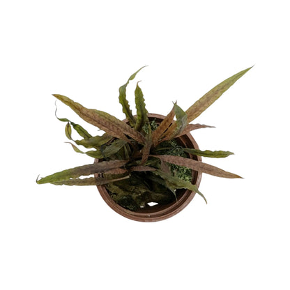 Cryptocoryne albida Brown Tropica