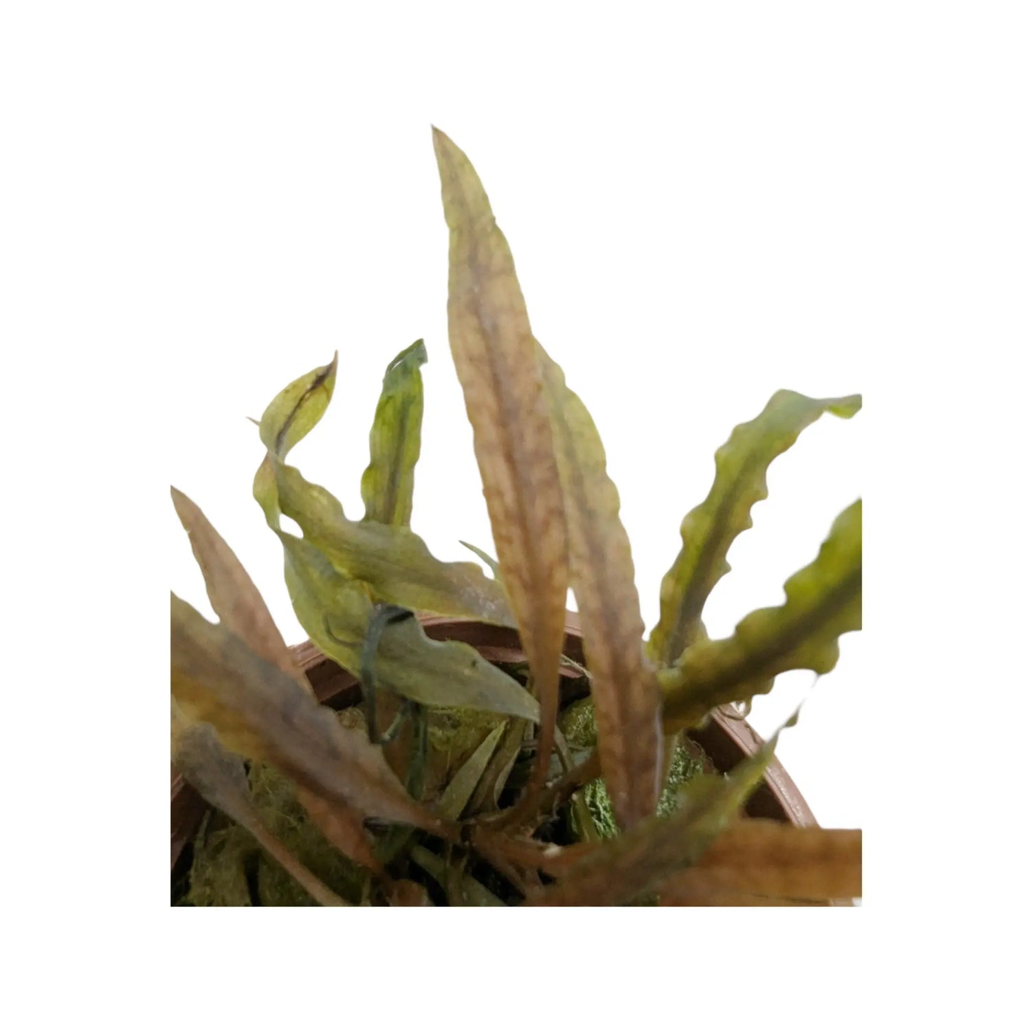 Cryptocoryne albida Brown Tropica