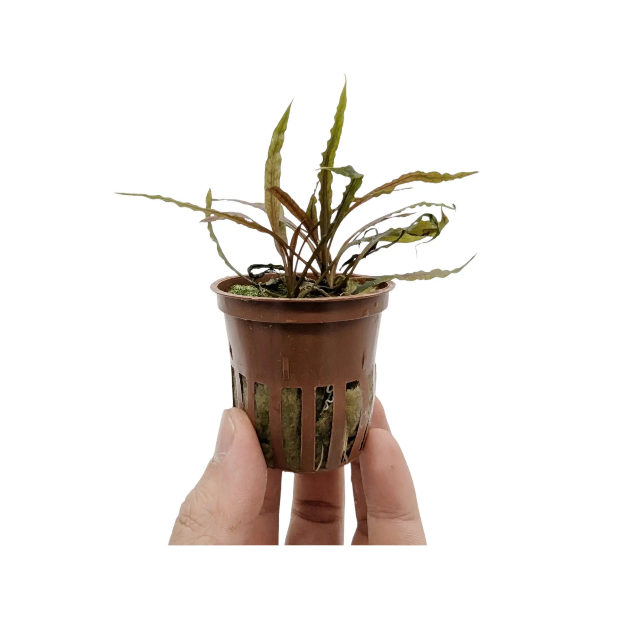 Cryptocoryne albida Brown Tropica