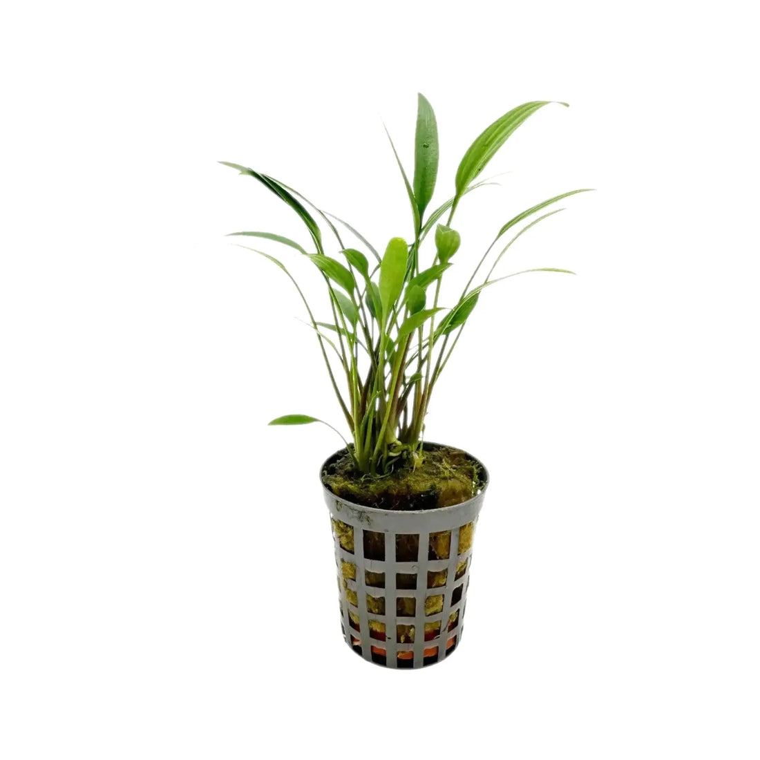 Cryptocoryne amicorum Aquafleur