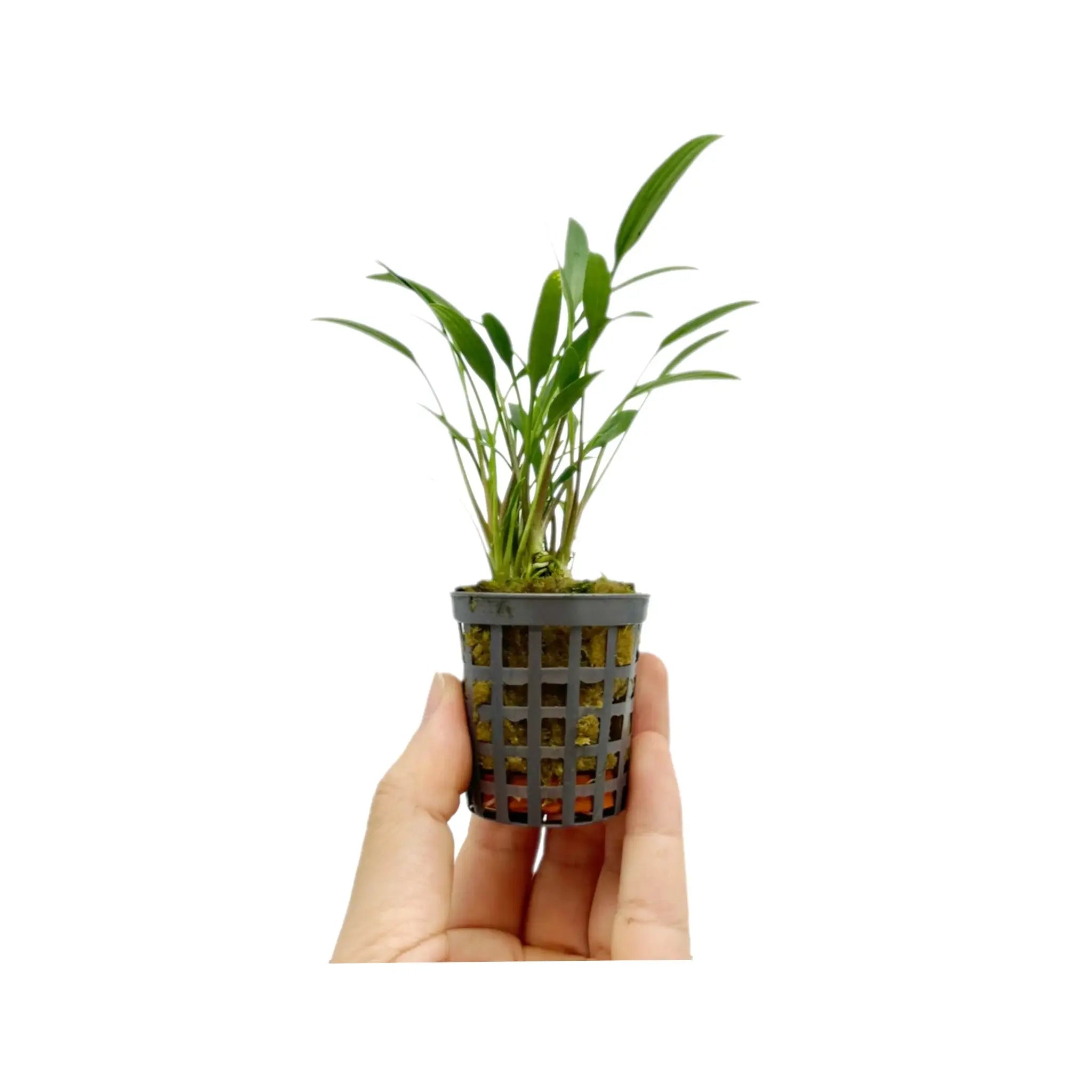 Cryptocoryne amicorum Aquafleur