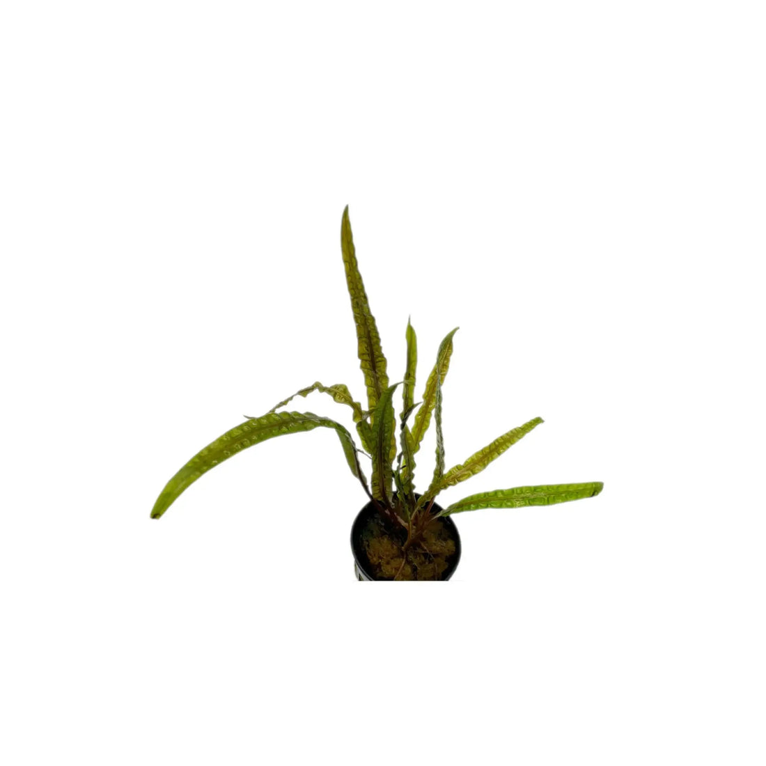 Cryptocoryne balansae Aquafleur