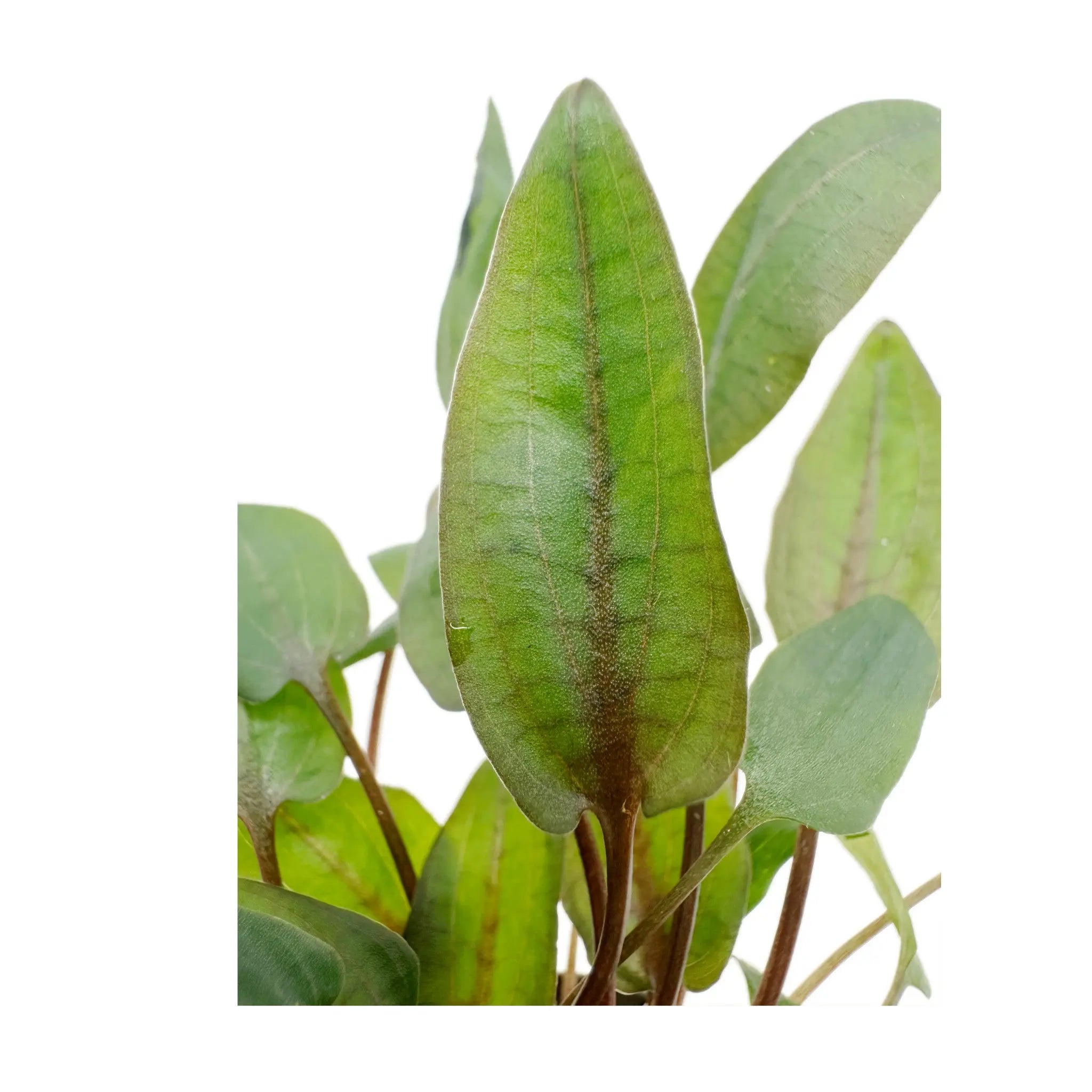 Cryptocoryne bullosa Aquafleur