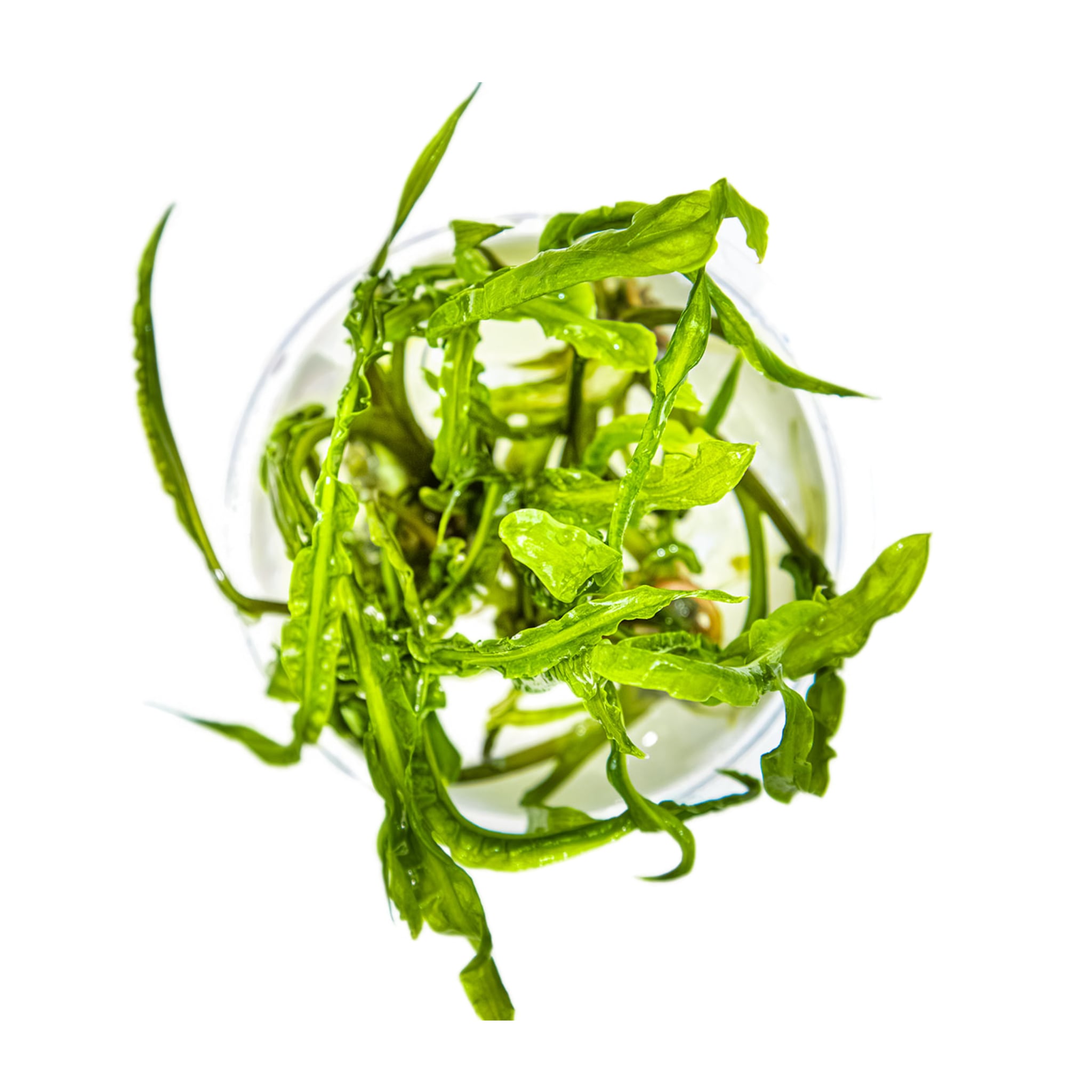 Tropica Cryptocoryne crispulata 1-2-GROW!