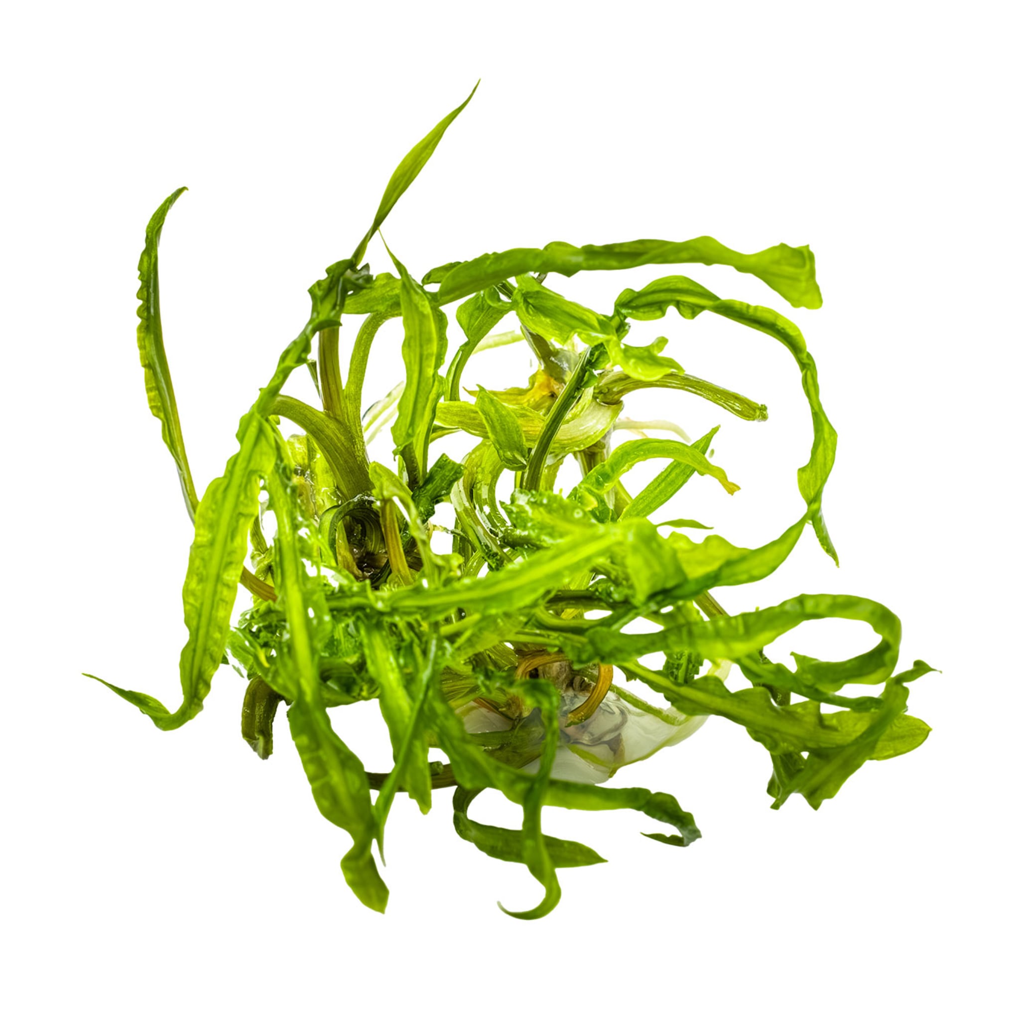 Tropica Cryptocoryne crispulata 1-2-GROW!