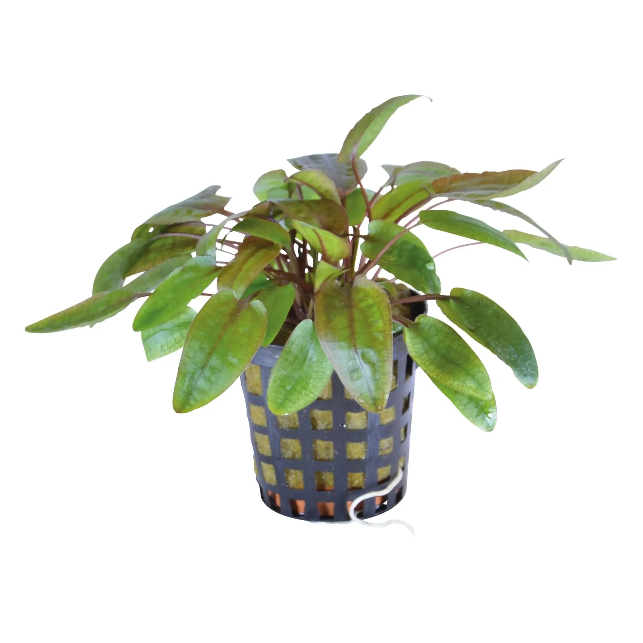 Cryptocoryne flamingo Aquafleur