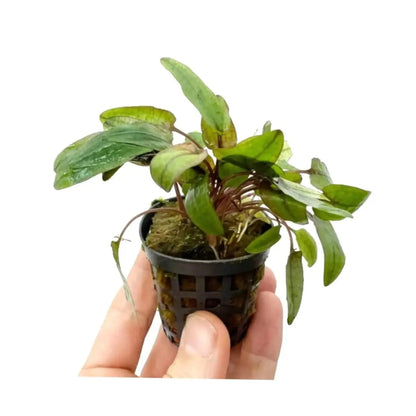 Cryptocoryne flamingo Aquafleur