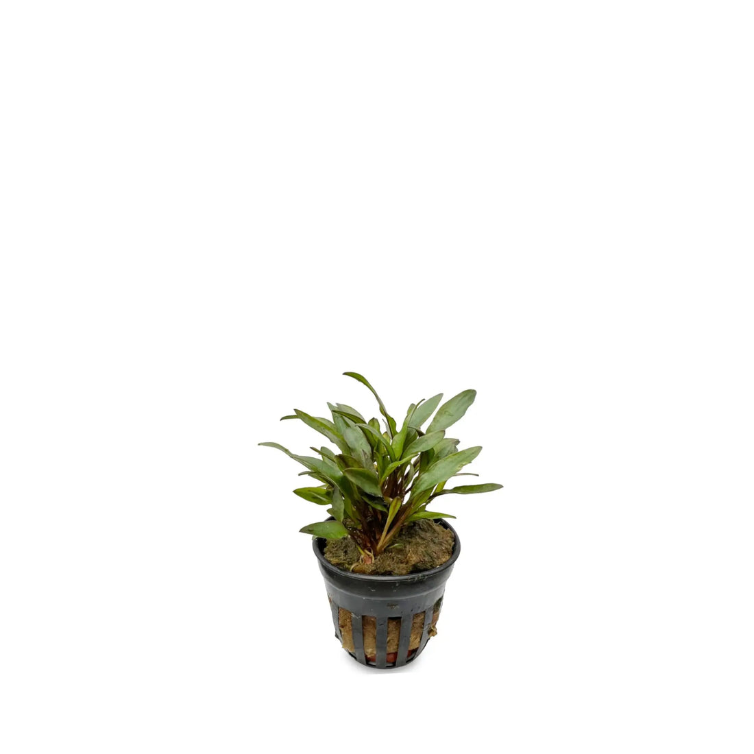 Cryptocoryne lutea Aqua Essentials